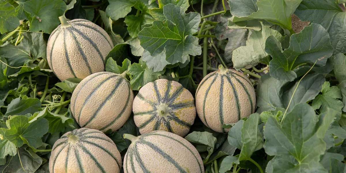Melone, Re dell’estate